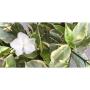 Tabernaemontana divaricata (white margin leaf)