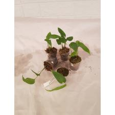 epipremnum pinnatum cebu s 6cm