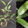 Ficus sp.(T45) Pawan