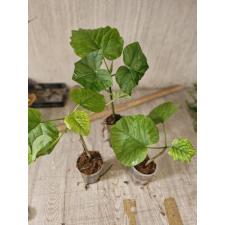 Ficus Umbellata  s 