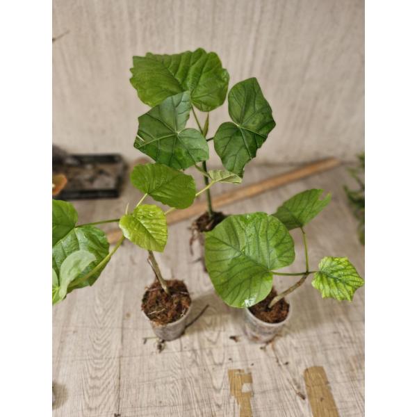 Ficus Umbellata  s 