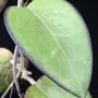 Hoya fuscomarginata             96