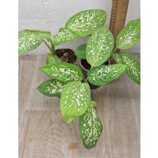 Dieffenbachia sp hybrid (S) стакан