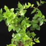 Syzygium paniculatum (heart leaf).