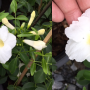 Pandorea jasmonoides 'Lady Di'.