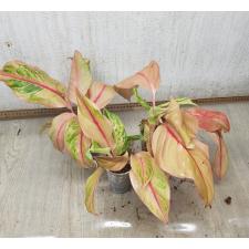 Aglaonema NEW7 sour sweet