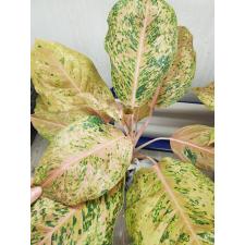 Aglaonema Orange Gold star