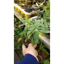 Syzygium samarange(small fruit)