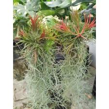 tillandsia usneoides & tillandsia ionantha RED