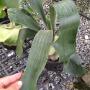 Platycerium Panama (S).