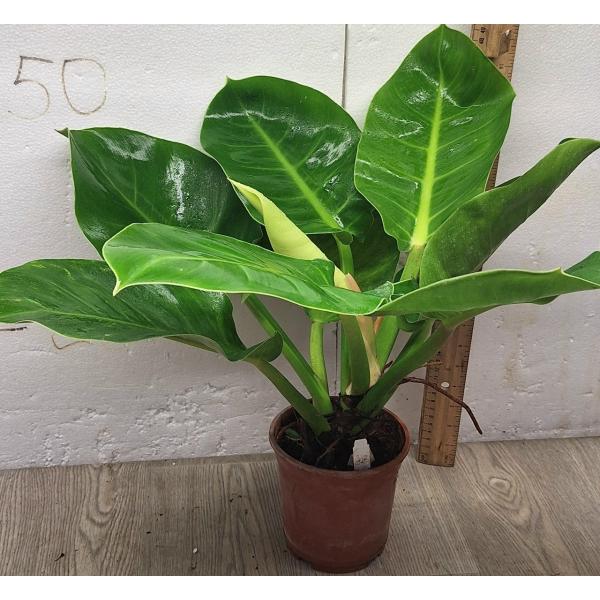 Филодендрон Мунлайт / Philodendron Moonlight (M)