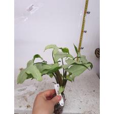 Syngonium Ngern Laima 590