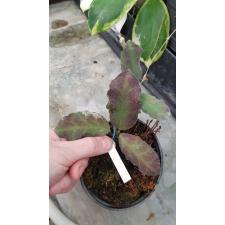 Hoya. Waymaniae (long leaf) 