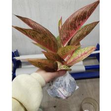 Aglaonema Legacy - red A-108