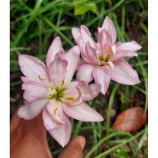 Zephyranthes fidelity charm