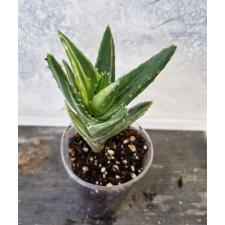 Алое вера варегатная / aloe sp vera variegated 14,05,26