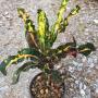 Codiaeum Bang Yai Twist.