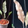 Pyrrosia lingua (short leaf) 'Chanthaburi'