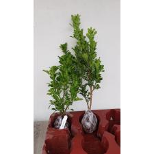 Aglaia odorata (big leaf) 3