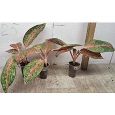 Aglaonema Taira A-117