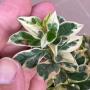 Syzygium australe albomarginata.