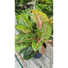 Aglaonema 2 sp 19 cm pot