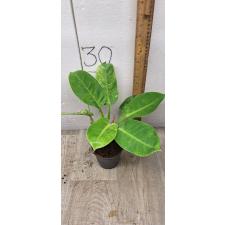 Philodendron Moonlight variegata pot 1900p