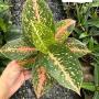 Aglaonema  Sub mongkol -orange & green A-122