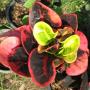Codiaeum Siam Red