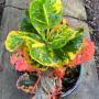 Codiaeum Phaya Thai