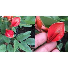 Эритрина гребенчатая / Erythrina crista-galli.