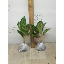 Aglaonema Indiana King A-30