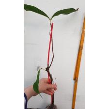 Syzygium samarangense 'Pride of Bangsaphan 623