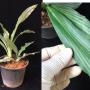 Kaempferia sp.(T11) Laos