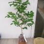 Murraya paniculata