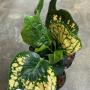 Codiaeum Laem Talumphuk.