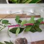 Dischidia sp.830 Pawan Philippines
