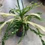Codiaeum Saeng Chan (L)