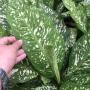 Dieffenbachia White Blizzard (green form)