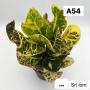Codeium A54 Sri Lom