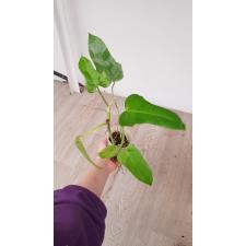 Philodendron Hammer Head S стакан 350р