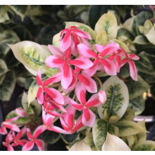 Иксора "Фрозен Стар" варегатная / Ixora 'Frozen Star' variegata