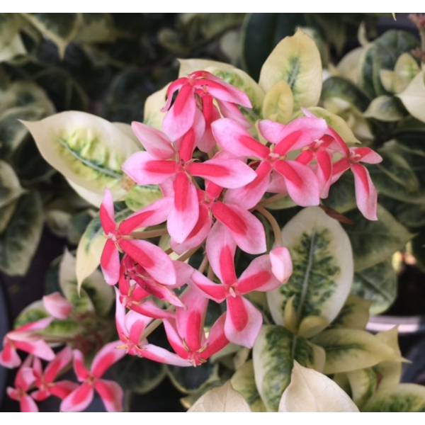 Иксора "Фрозен Стар" варегатная / Ixora 'Frozen Star' variegata