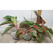 Аглаонема Амнат Джарен / Aglaonema Amnat Jaren A-18