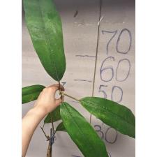 Фикус сп.(Т38)(Длинный лист) / Ficus sp.(T38)(long leaf).