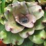 Neoregelia Black Ninja (Bromeliad) 201