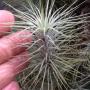 Tillandsia funckiana (white form)