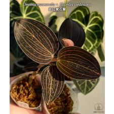 Макодес Сандериана / Macodes sanderiana