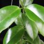 Hoya dimorpha           676