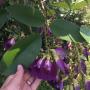 Clitoria fairchildiana (Brazil).